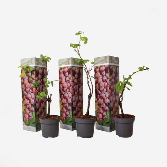 Druivenplanten - Set van 3 - Vitis Vinifera - Rood