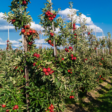 Fruitbomen - Mix van 8 - Prunus - Pyrus - Malus