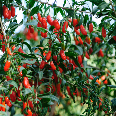 Lycium Barbarum - Set van 3 - Boksdoorn - Goji-bes