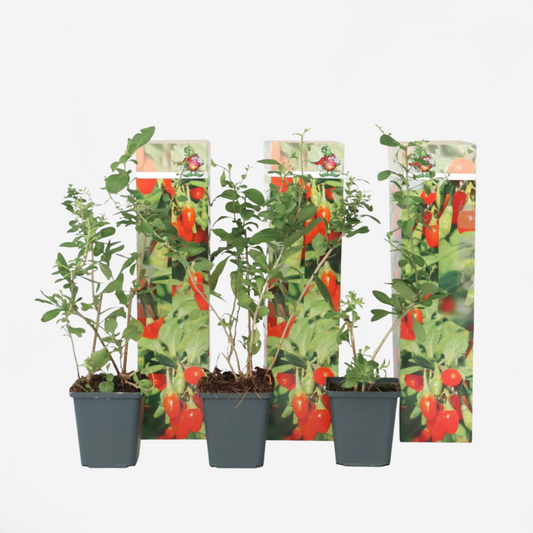 Lycium Barbarum - Set van 3 - Boksdoorn - Goji-bes