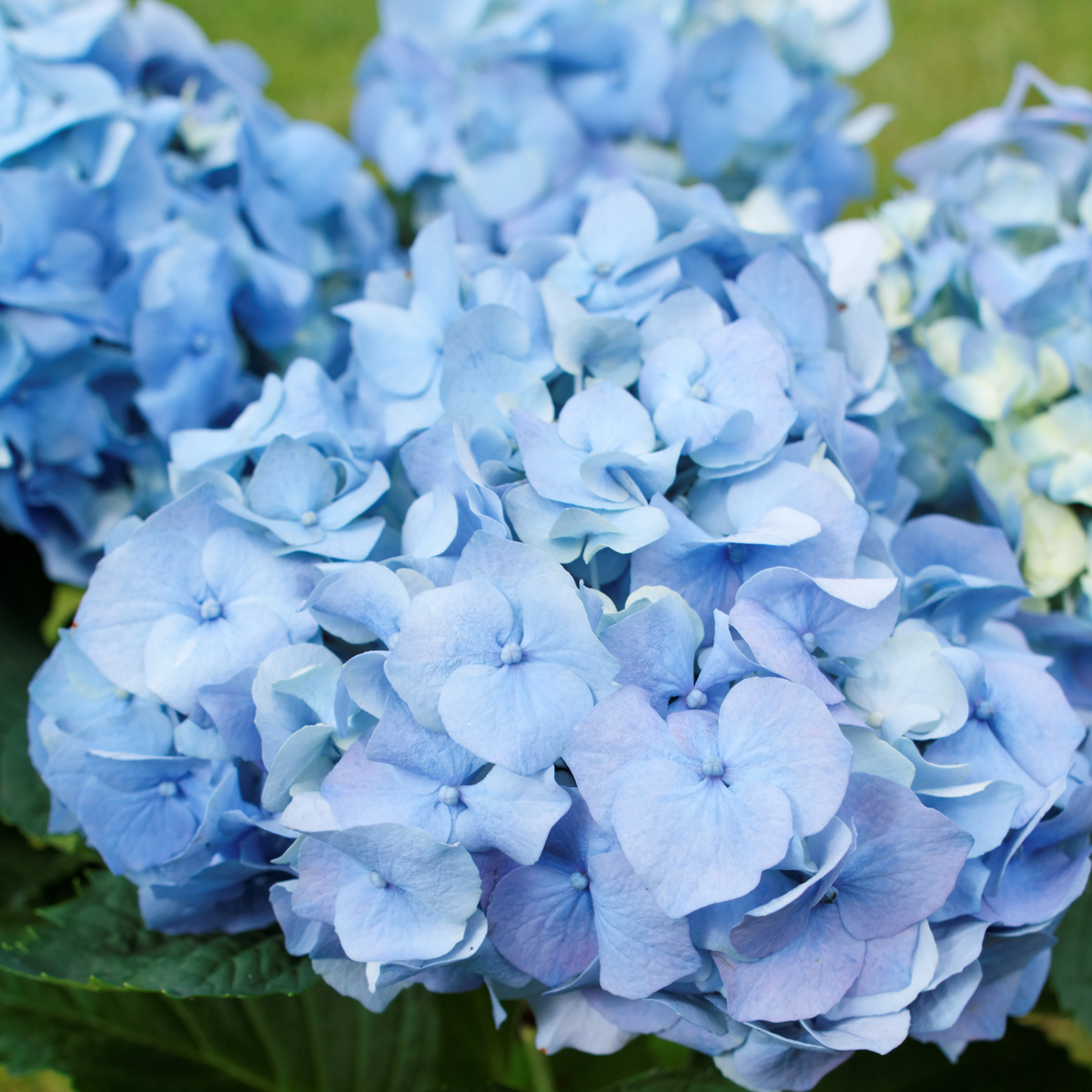 Hydrangea - Mix van 6 - Hortensia