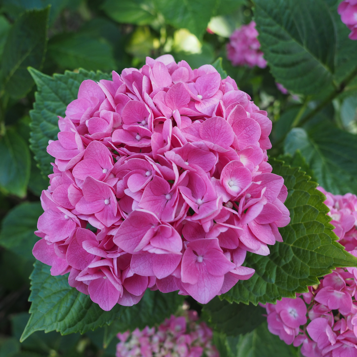 Hydrangea - Mix van 6 - Hortensia