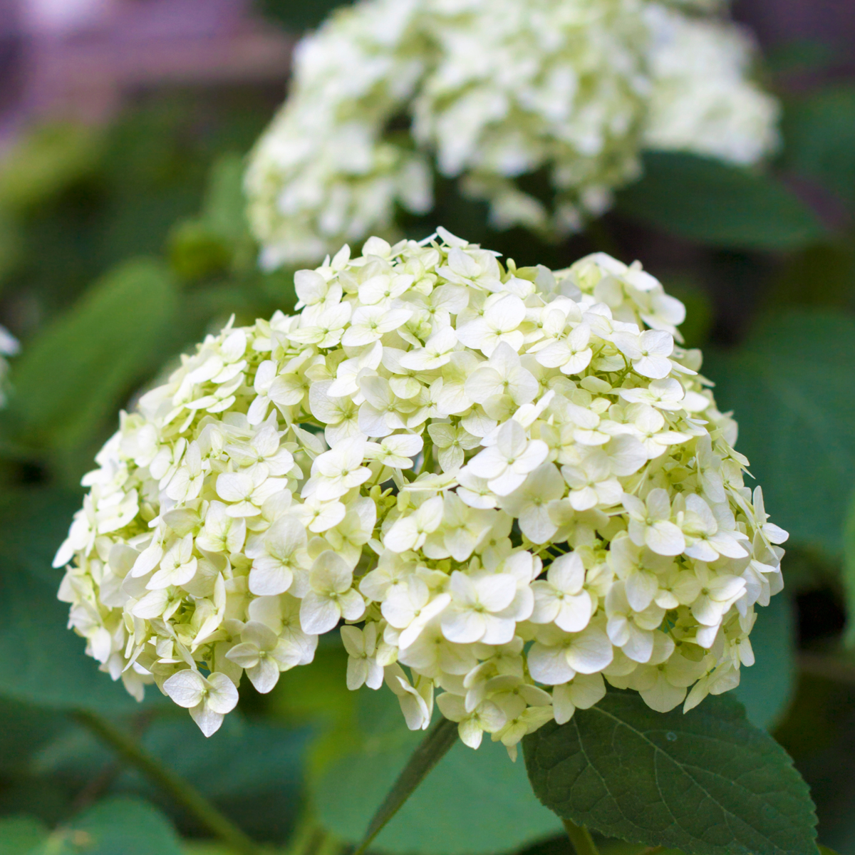 Hydrangea - Mix van 6 - Hortensia
