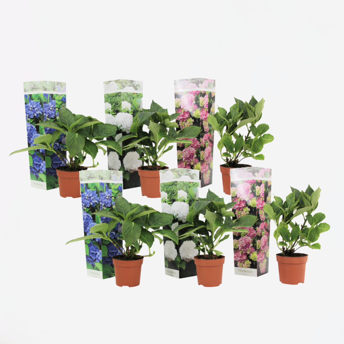 Hydrangea - Mix van 6 - Hortensia
