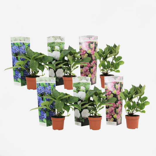 Hydrangea - Mix van 6 - Hortensia