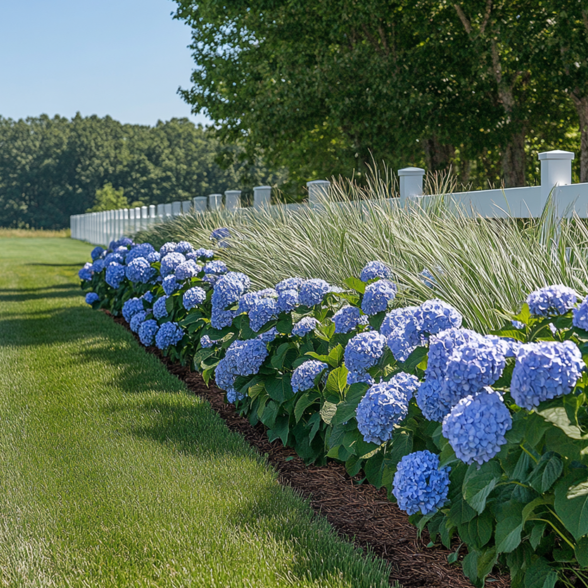 Hortensia 'Teller' - Set van 6 - Blauw - Hydrangea