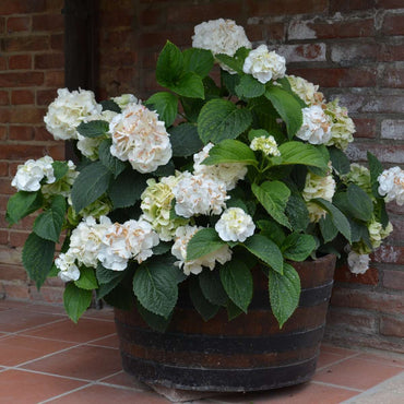 Hortensia 'Teller' - Set van 6 - Wit - Hydrangea