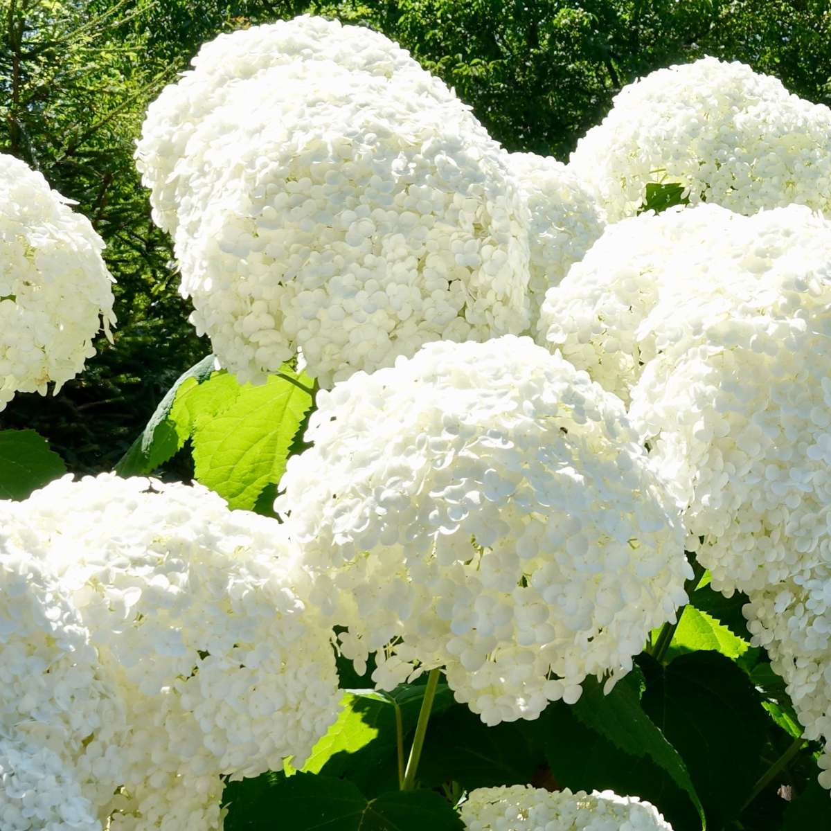 Hydrangea Teller - Mix van 6 - Hortensia