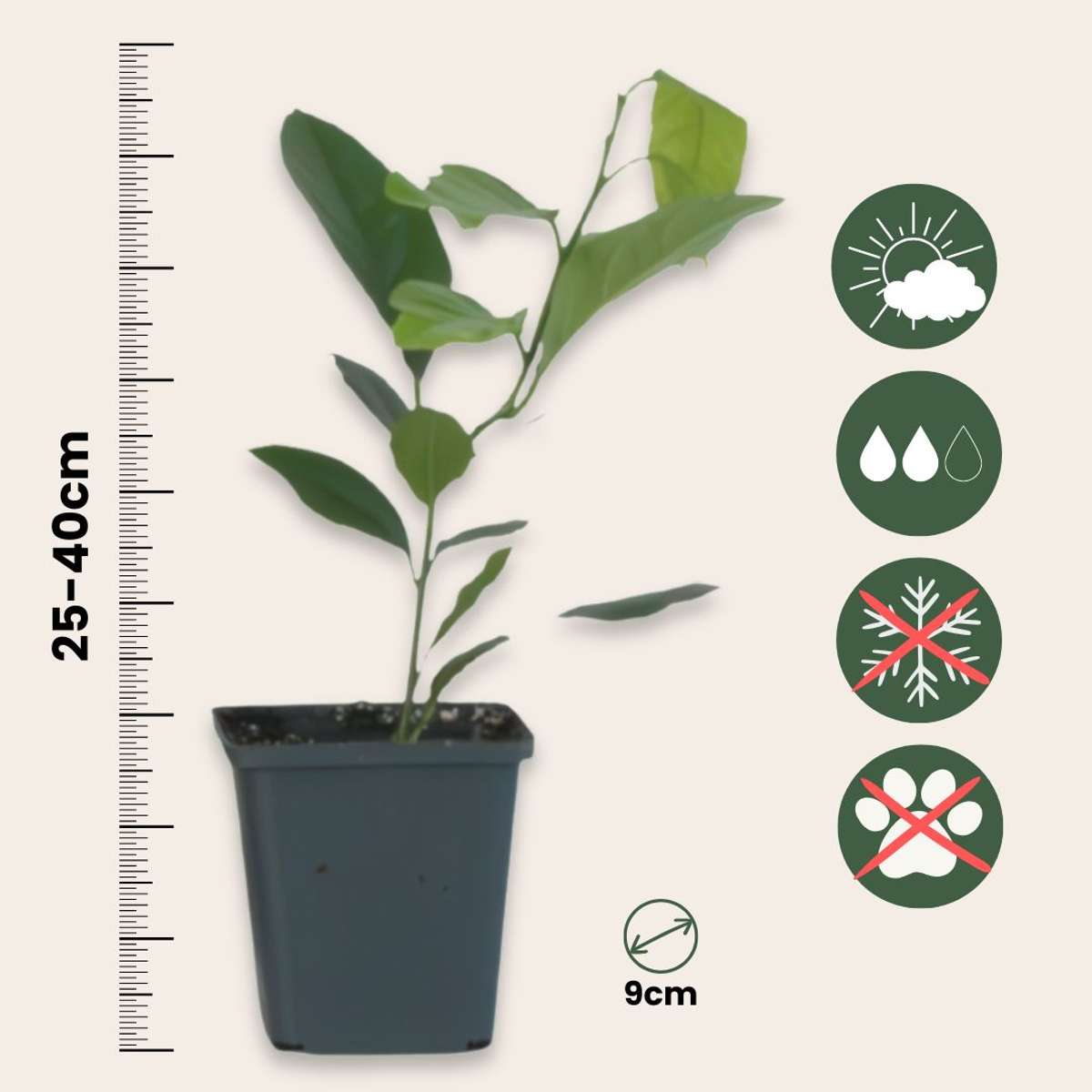 Citrus limon - 3 stuks - Citroenboom