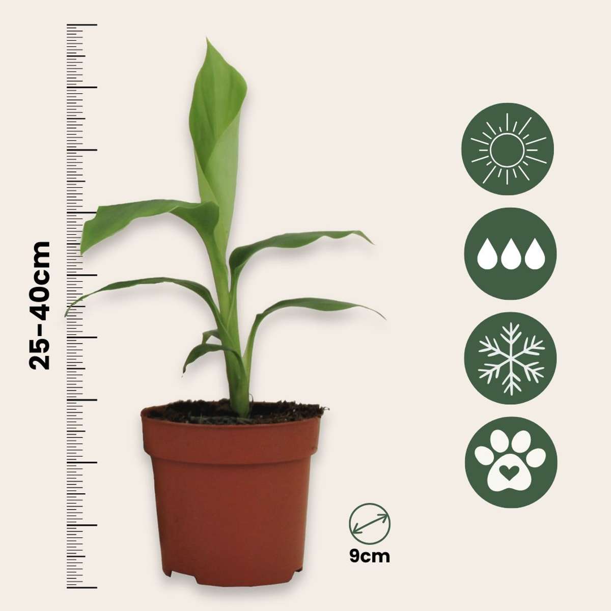 Musa Basjoo - Set van 2 - Bananenplant