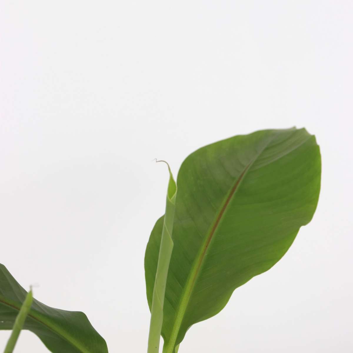 Musa Basjoo - Set van 3 - Bananenplant