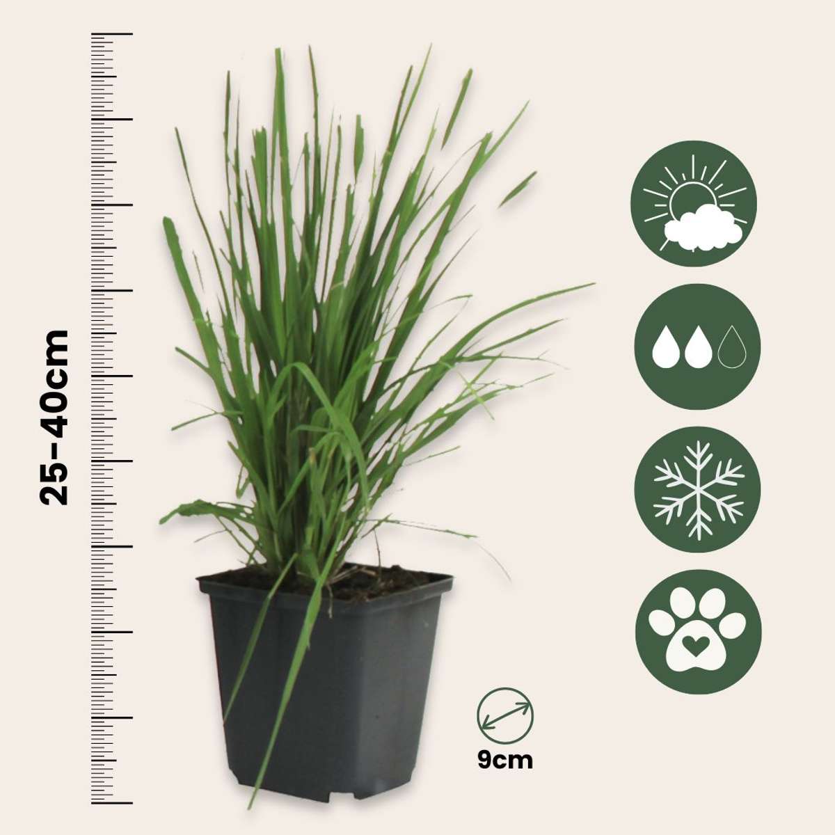 Cortaderia selloana - Mix van 6 - Pampasgras - Wit, Roze