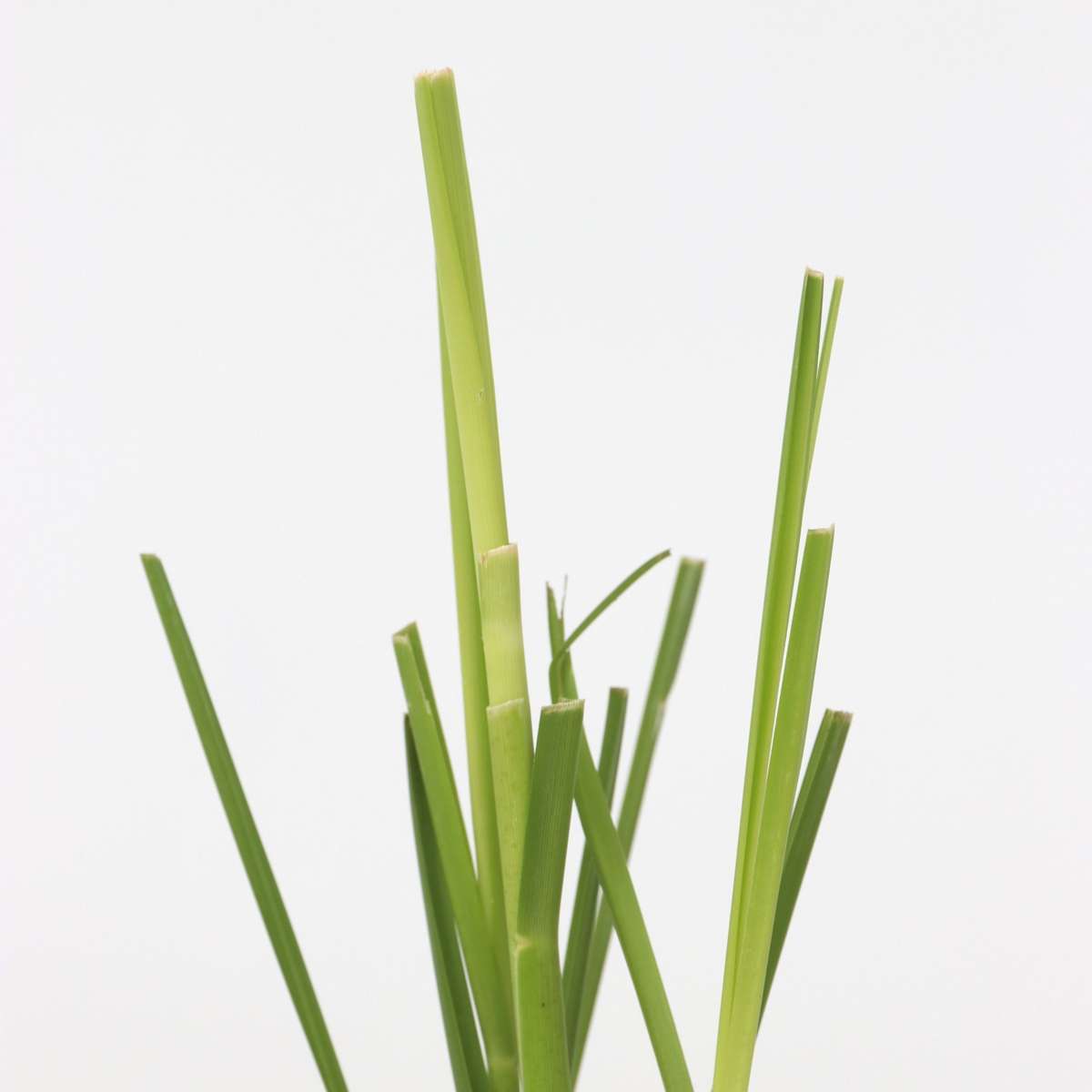 Cortaderia selloana - Set van 6 - Pampasgras - Roze