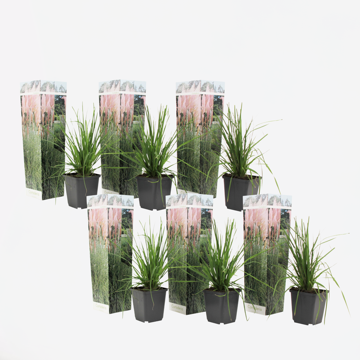 Cortaderia selloana - Set van 6 - Pampasgras - Roze