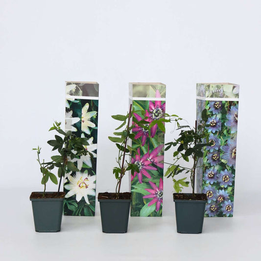 Passiflora - Mix van 3 - Passiebloem