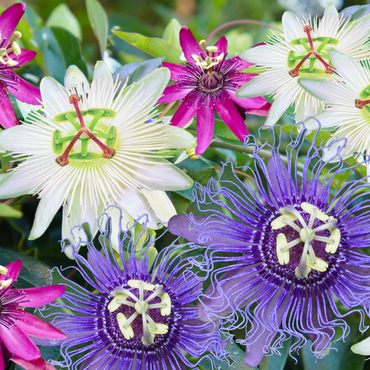 Passiflora - Mix van 3 - Passiebloem
