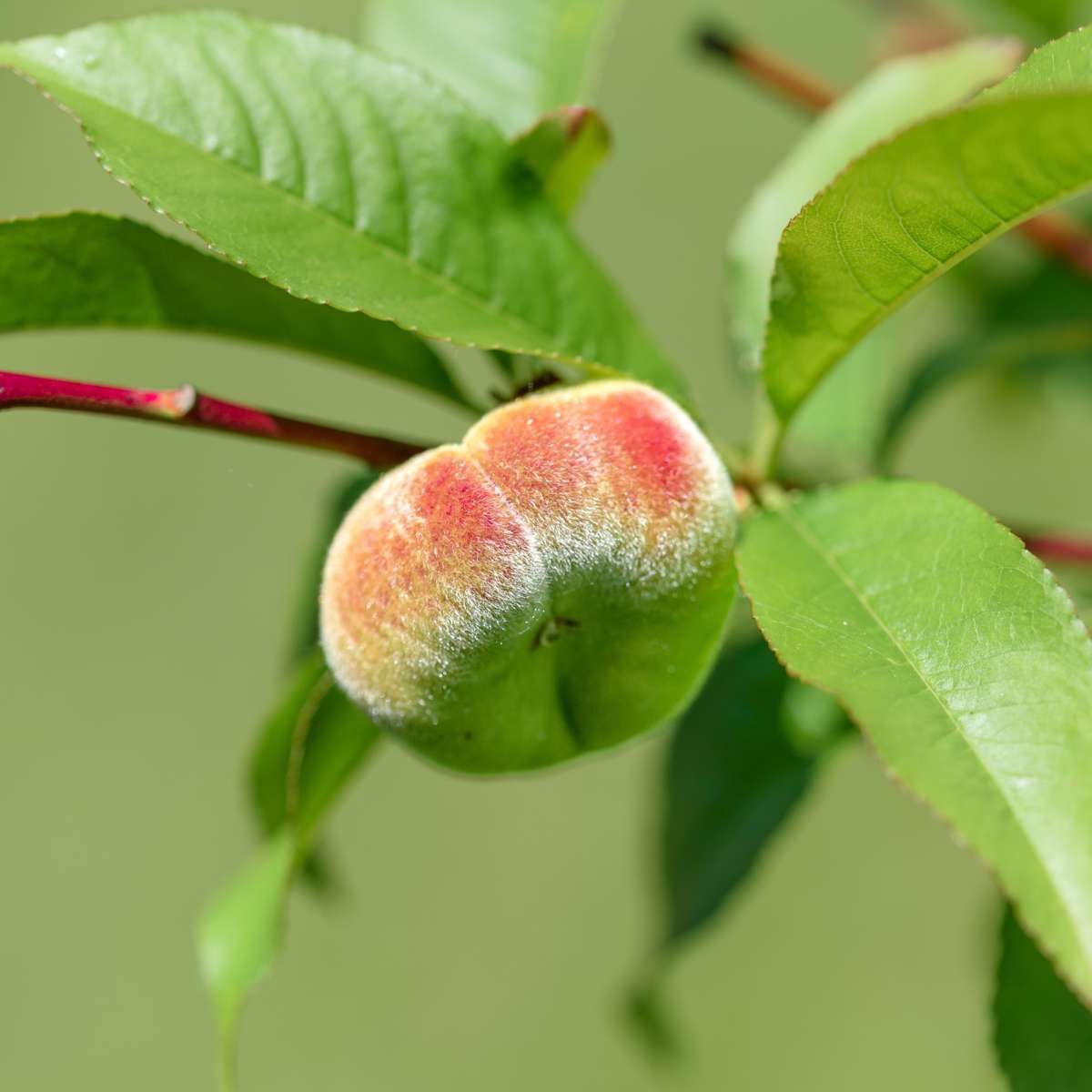 Prunus persica 'Bonanza'- Dwergperzikboom
