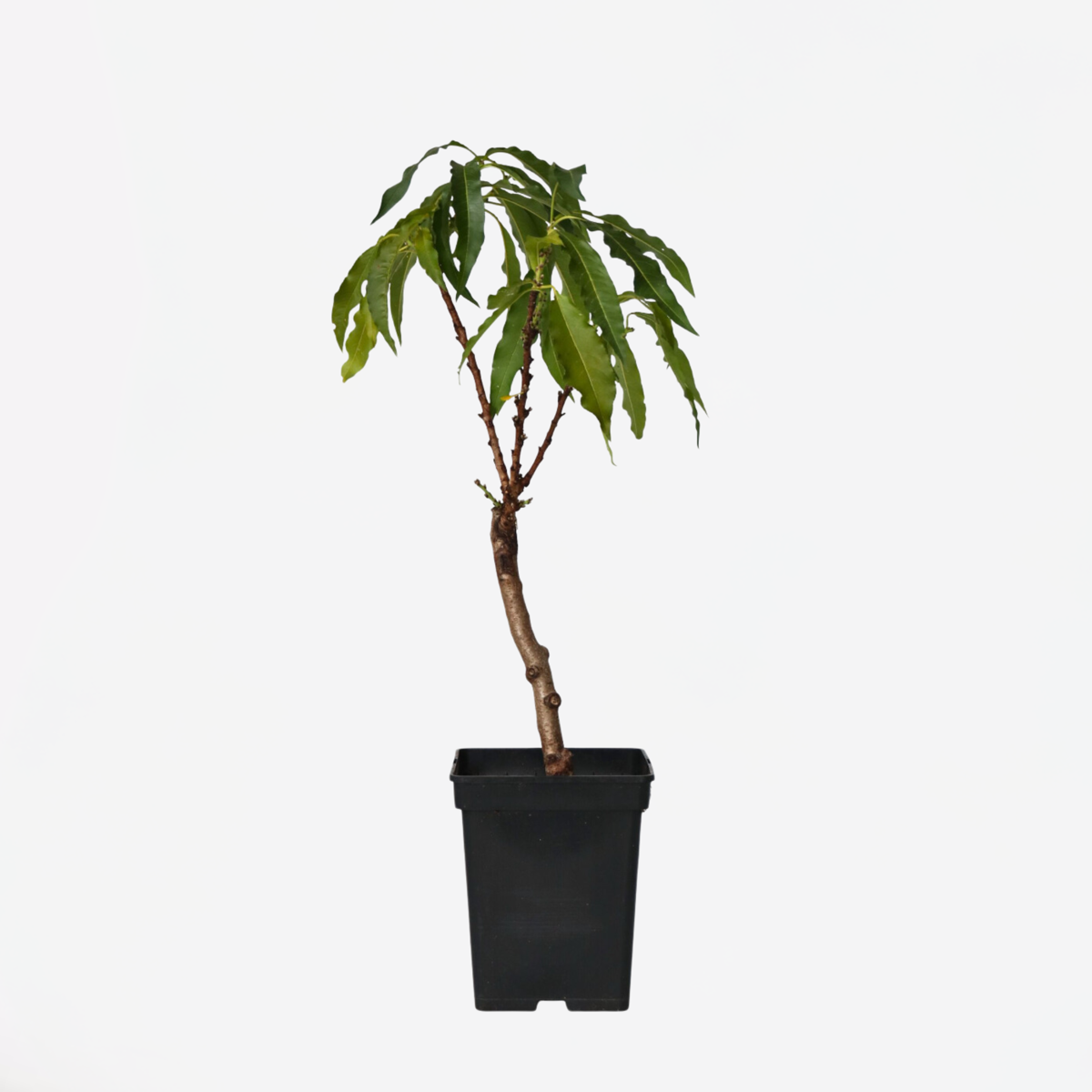 Prunus persica 'Bonanza'- Dwergperzikboom