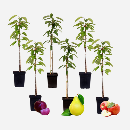 Fruitbomen - Mix van 6 - appel, peer