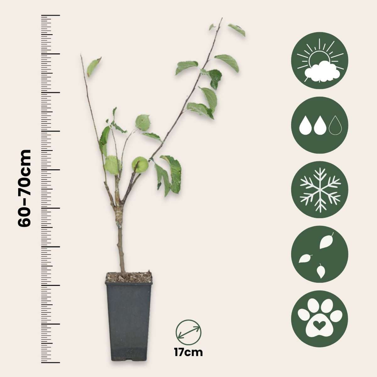 Appelboom 'Trio' - Set van 2 - Malus