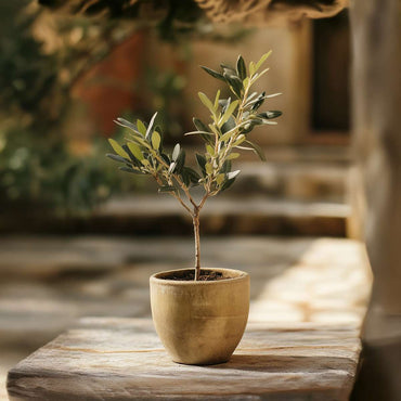 Olea Europaea - 2 stuks - Olijfstruikjes