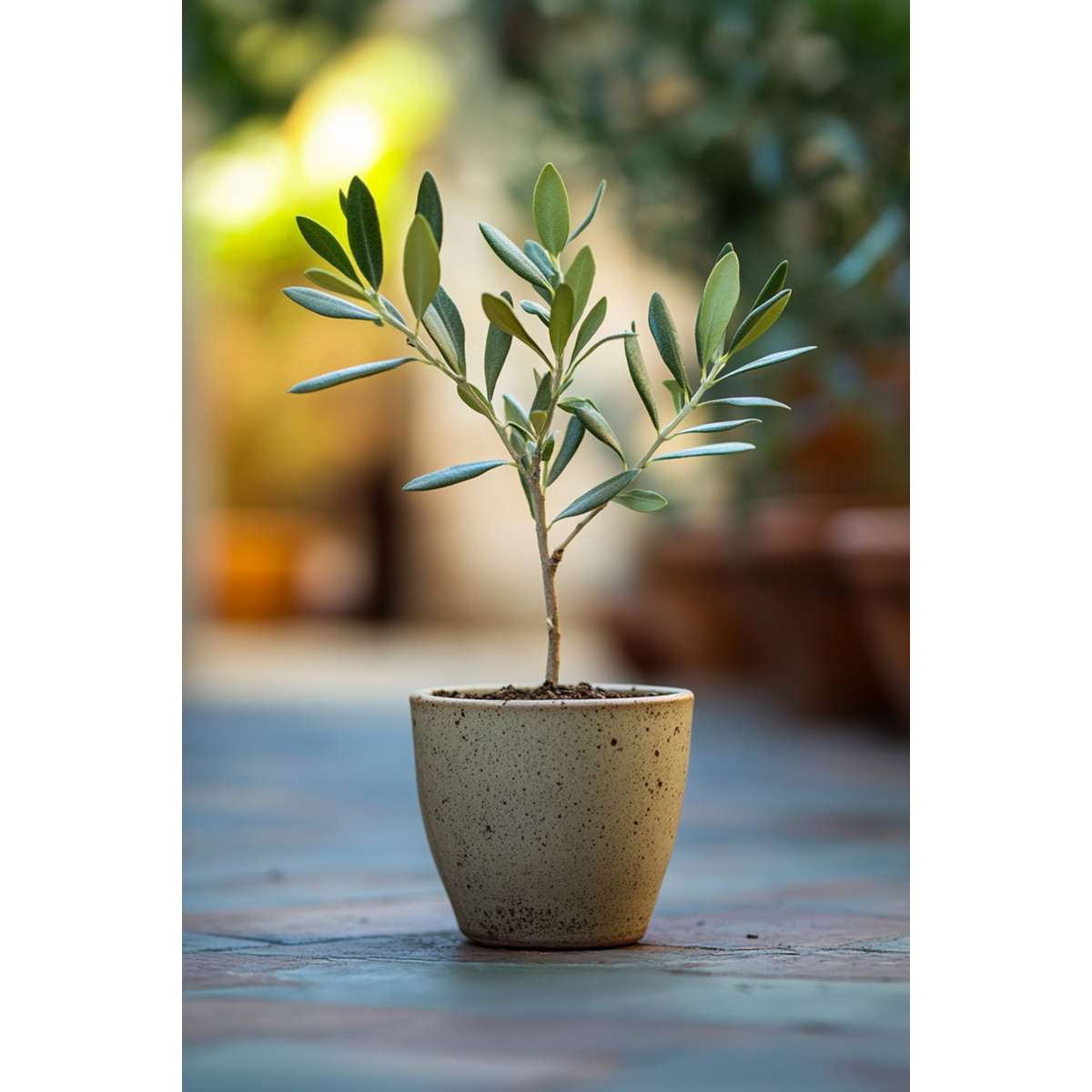 Olea Europaea - 2 stuks - Olijfstruikjes