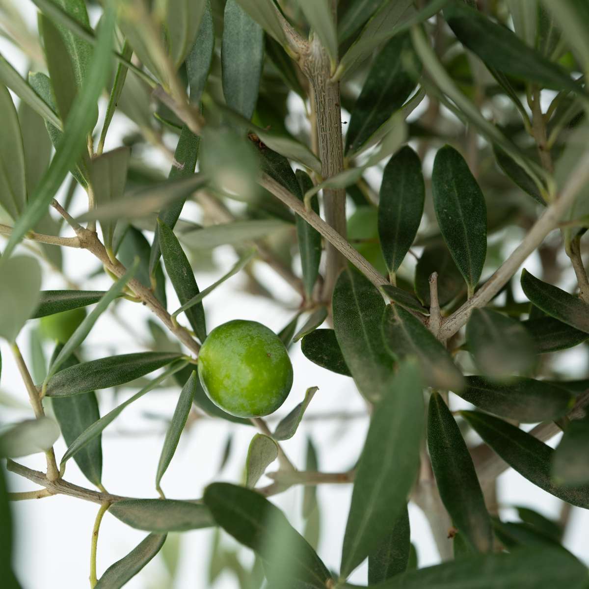 Olea Europaea - 2 stuks - Olijfstruikjes