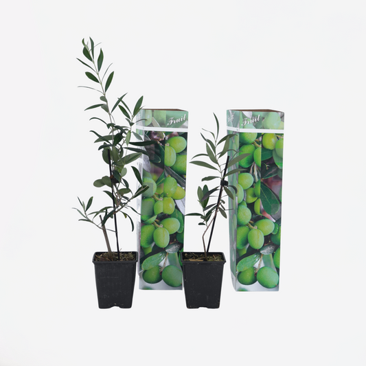 Olea Europaea - 2 stuks - Olijfstruikjes