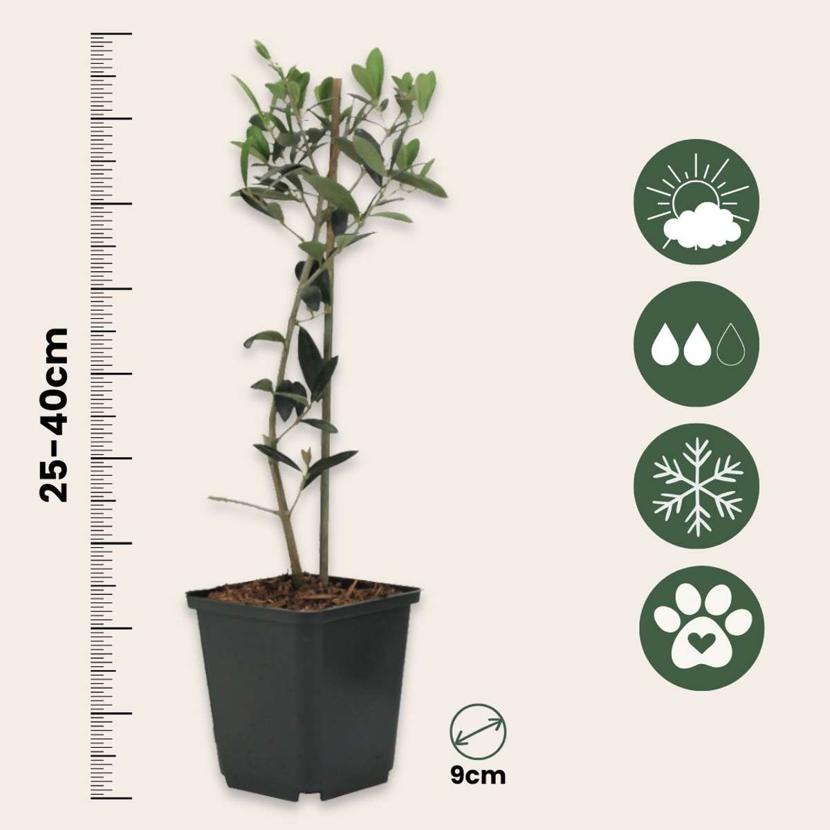 Olea Europaea - 2 stuks - Olijfstruikjes