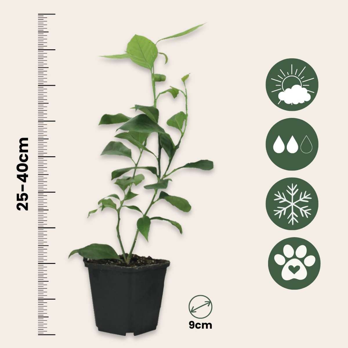 Citrus aurantifolia - Set van 3 - Limoenboom