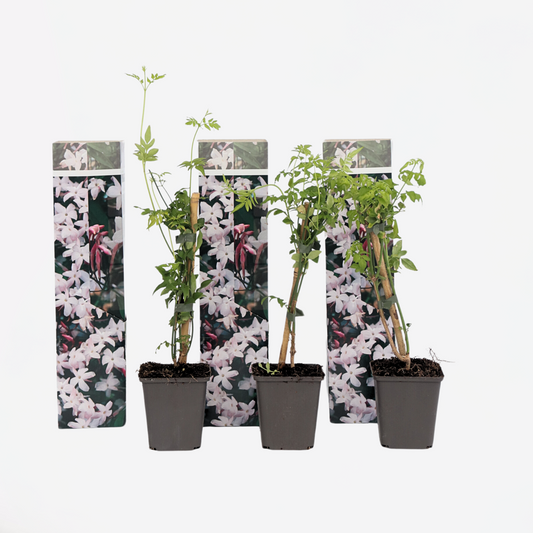 Jasminoides Officinale - Set van 3 - Wit - Jasmijn