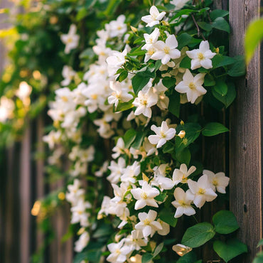 Jasminoides Officinale - Set van 6 - Wit - Jasmijn
