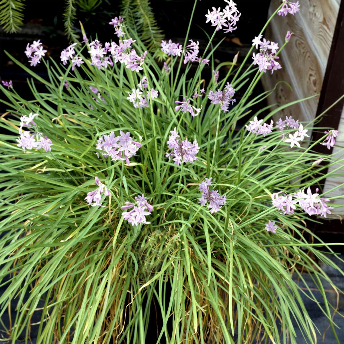 Tulbaghia 'Knobikraut' - Wilde knoflook - Set van 3