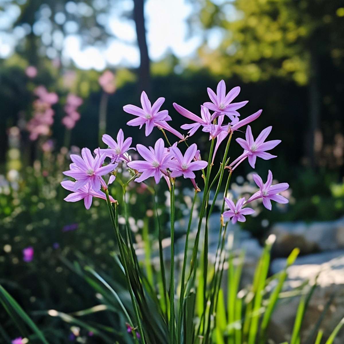 Tulbaghia 'Knobikraut' - Wilde knoflook - Set van 3