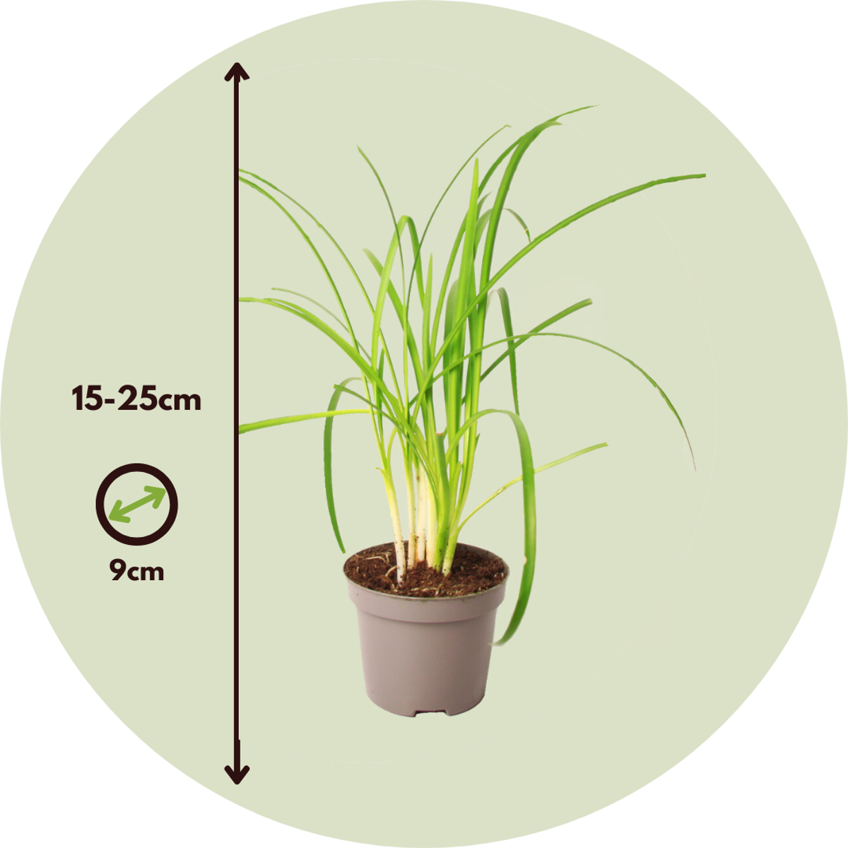 Tulbaghia 'Knobikraut' - Wilde knoflook - Set van 6