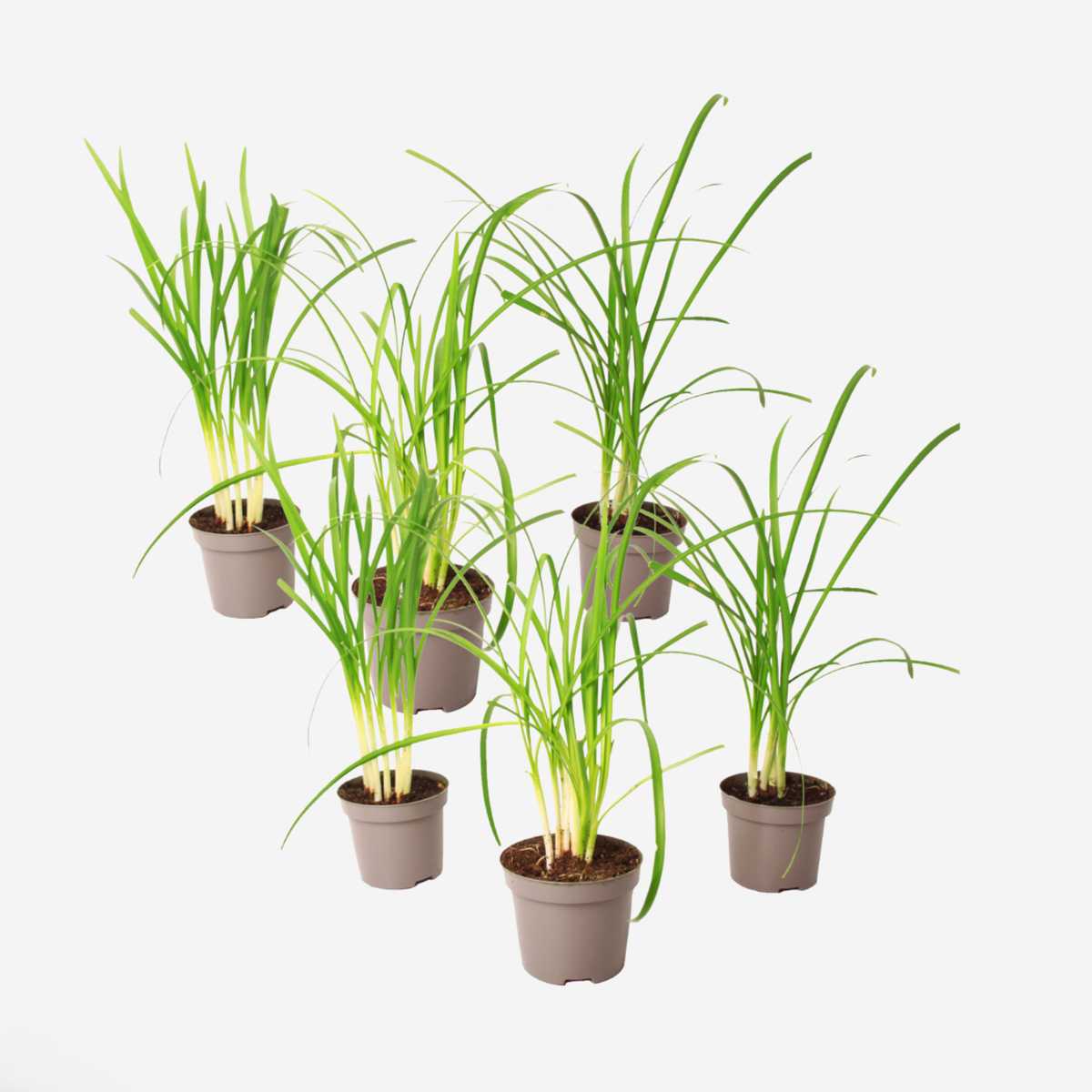 Tulbaghia 'Knobikraut' - Wilde knoflook - Set van 6