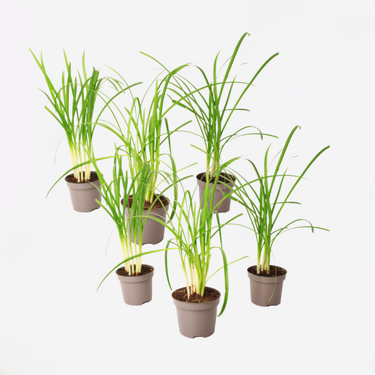 Tulbaghia 'Knobikraut' - Wilde knoflook - Set van 6