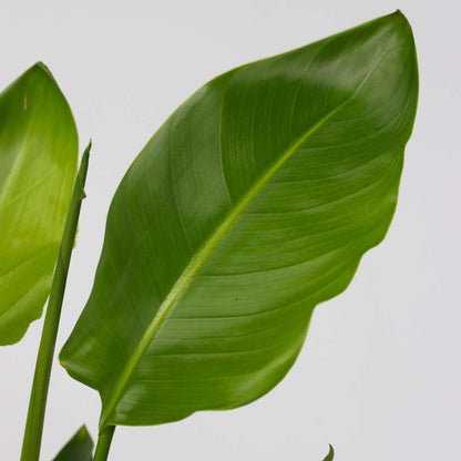 Strelitzia Reginea - Paradijsvogelbloem