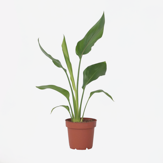 Strelitzia Reginea - Paradijsvogelbloem