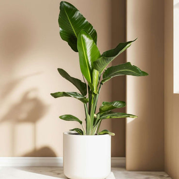 Strelitzia Reginea - Set van 6 - Paradijsvogelbloem