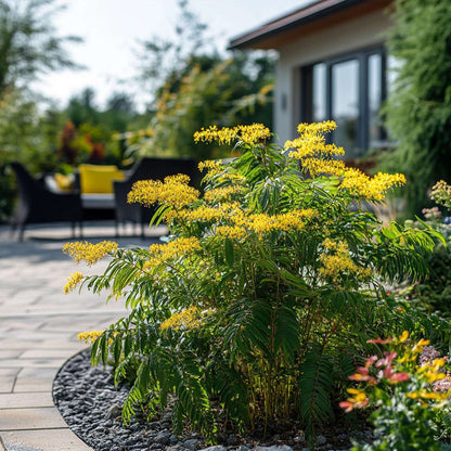 Acacia dealbata Mimosa - Set van 6