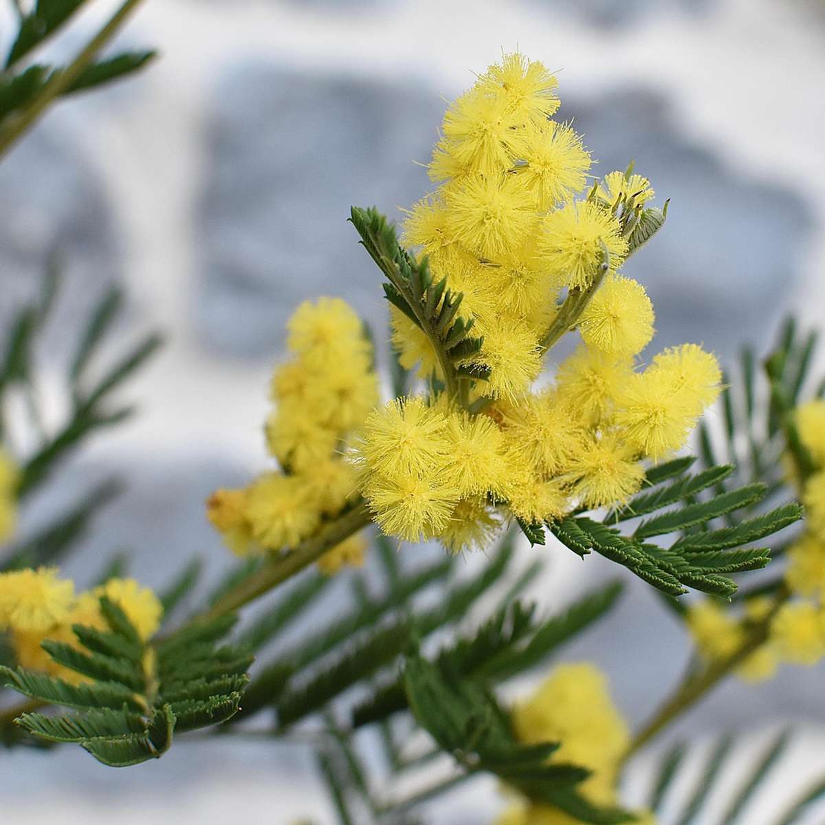 Acacia dealbata Mimosa - Set van 6
