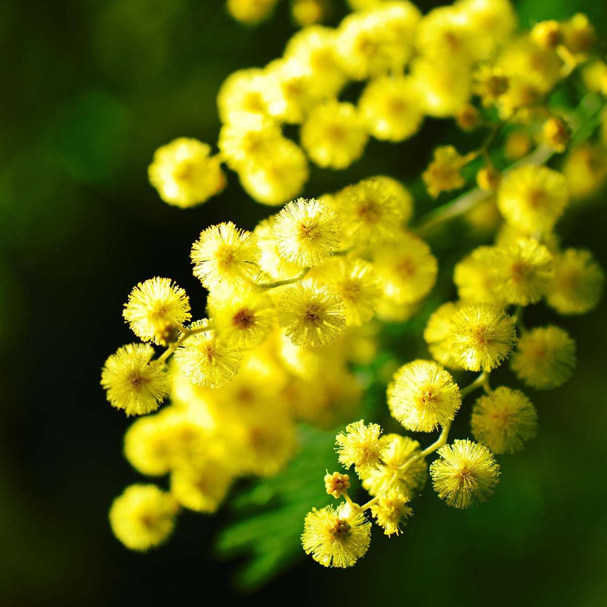 Acacia dealbata Mimosa - Set van 6