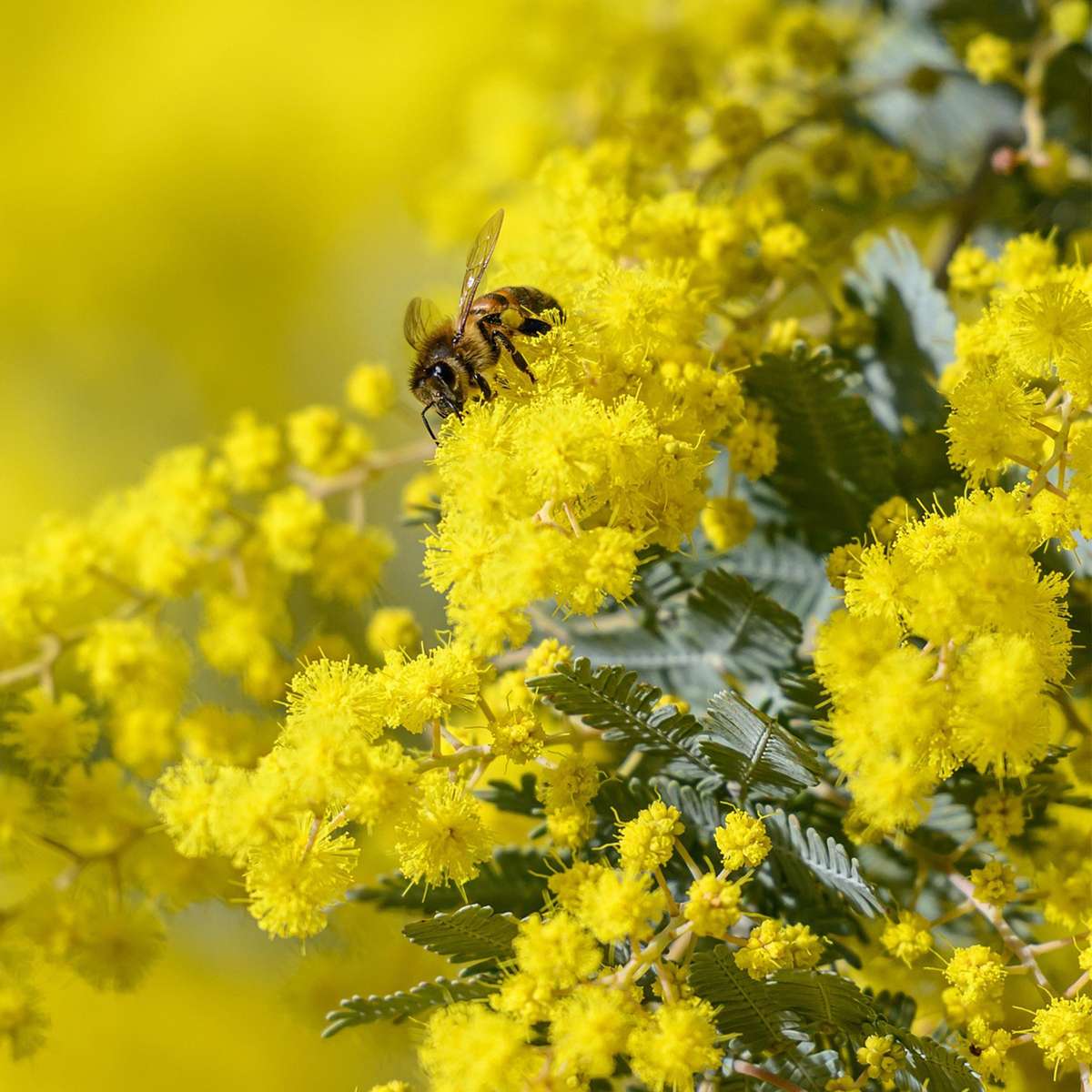 Acacia dealbata Mimosa - Set van 6