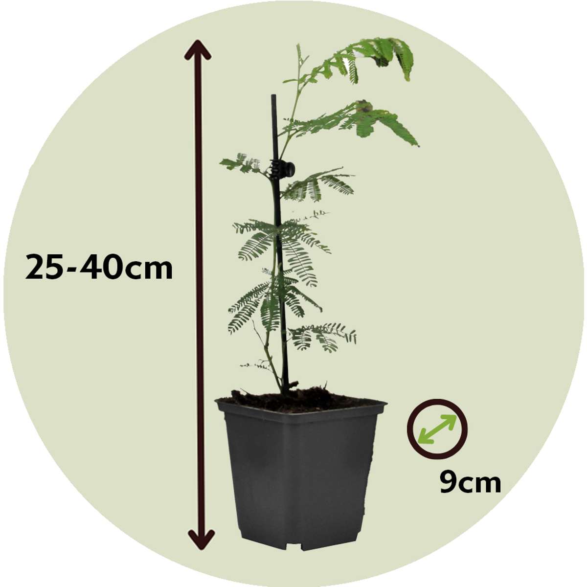 Acacia dealbata Mimosa - Set van 6