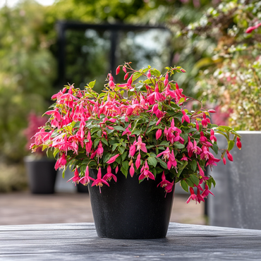 Fuchsia - Mix van 6 - Sarah, Lady Thumb, Ricartonnii