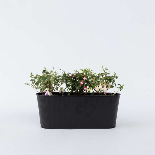 Fuchsia - Mix van 3 - Sarah, Lady Thumb, Ricartonnii