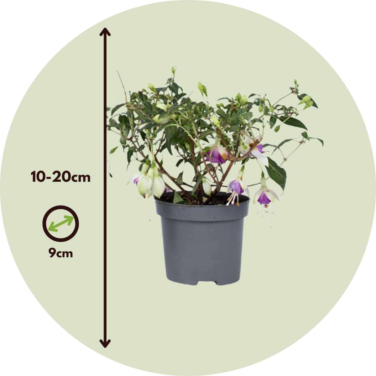 Fuchsia - Mix van 6 - Sarah, Lady Thumb, Ricartonnii