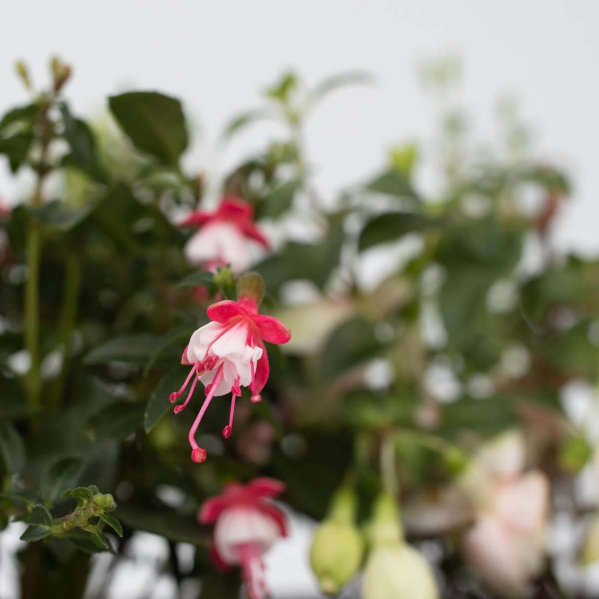 Fuchsia - Mix van 6 - Sarah, Lady Thumb, Ricartonnii