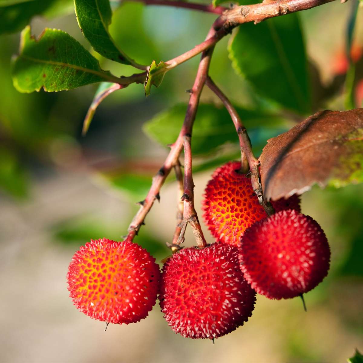 Arbutus Unedo - Set van 6 - Aardbeienboom